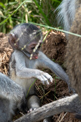 Vervet monkey with baby in Africa