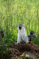 Vervet monkey with baby in Africa