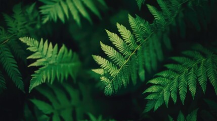 Obraz premium Lush green fern fronds in a dense rainforest creating a vibrant natural ambiance with intricate leaf patterns and textures.