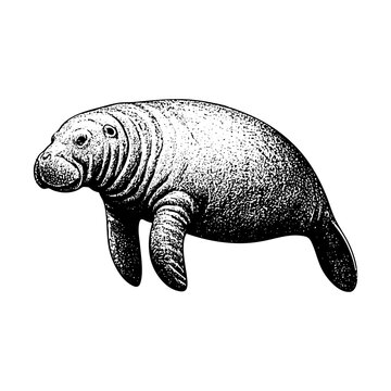 manatee sketch engraving black and white outline. Scratch board imitation.
