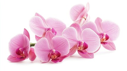 Obraz premium Delicate pink orchid blossoms elegantly arranged on a white background showcasing natural beauty and vibrant floral charm