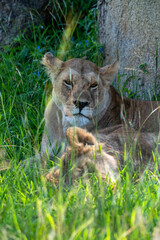 Pride of lions sleeping in the shade