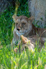 Naklejka premium Pride of lions sleeping in the shade