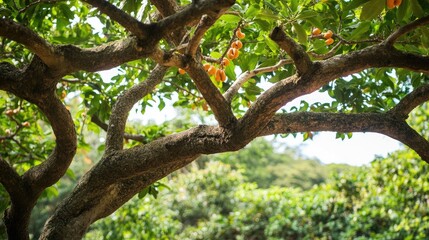 Lush cashew tree branches displaying ripe cashew nuts amidst vibrant green foliage in a natural setting