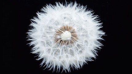Fluffy white dandelion flower close-up on black background showcasing intricate details of spring's natural beauty in macro photography