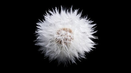 Fluffy white dandelion flower against a black background natural macro shot showcasing delicate textures and spring beauty
