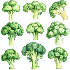 Fresh Green Broccoli Collection Watercolor Vegetables Food Healthy Eating
