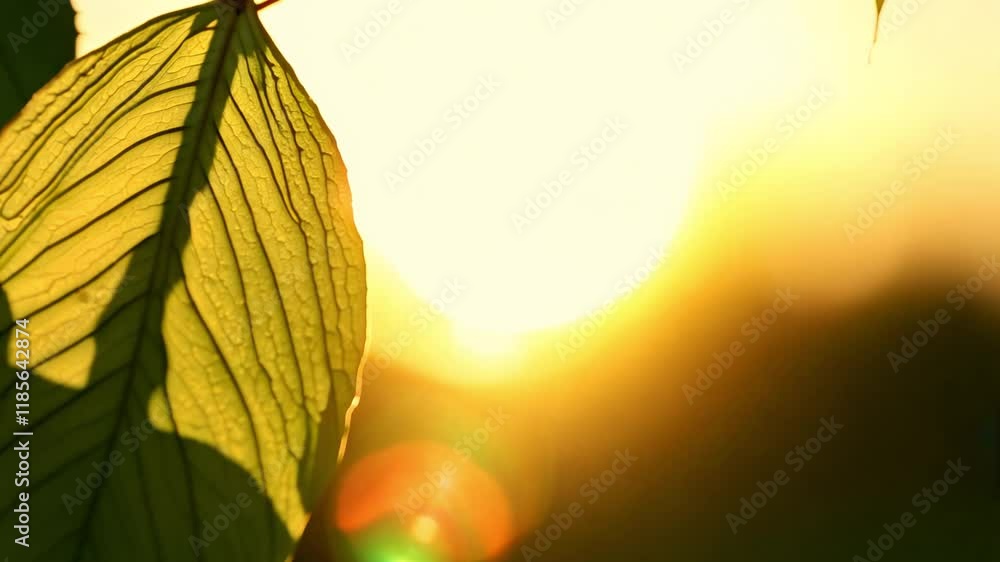 Poster backlit close-up tracking video of a single leaf with sunlight passing through it, capturing the tra