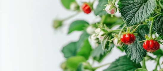 Obraz premium Close up of Fragaria vesca plant showcasing vibrant green leaves and red flowers with plenty of space for text applications.