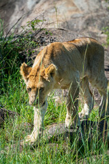 Large pride of lions hunt through the fields of Africa