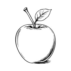 apple fruit engraving black and white outline. Scratch board imitation.