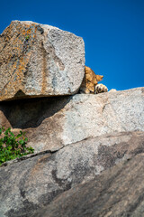 Pride of lions sleeping in the shade