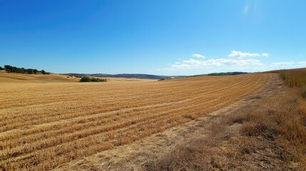 Vast golden crop field under clear blue sky showcasing agricultural landscape and sunny weather in rural countryside.