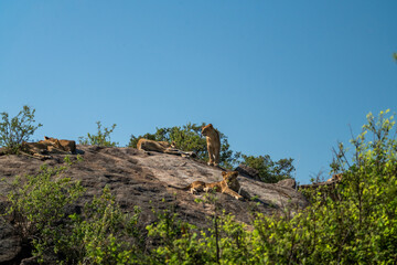Large pride of lions hunt through the fields of Africa