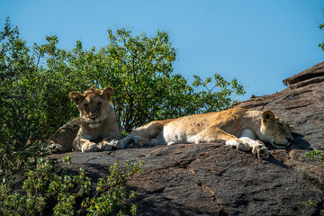Pride of lions sleeping in the shade