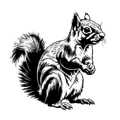 squirrel sketch engraving black and white outline. Scratch board imitation.