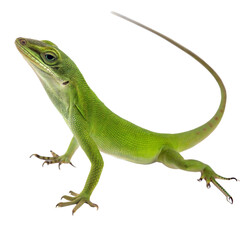 Anole Lizard AI Generated Image