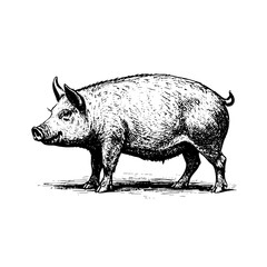 pig sketch engraving black and white outline. Scratch board imitation. Illustrated in vintage line art style on a white background.
