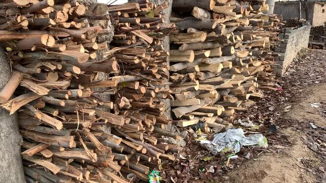 Preparation Of Firewood For Winter In Forest 