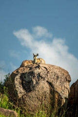 Klipspringer standing on rocks of the Serengeti