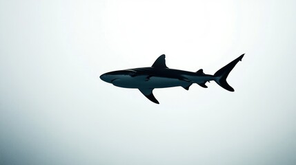 Fototapeta premium Silhouette of a shark swimming underwater.