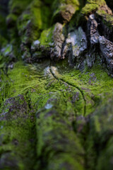 Lush Green Moss Grows on the Weathered Bark of an Old Tree, Showcasing Natures Beauty and Harmony