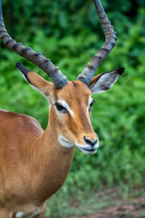Antelope in African field