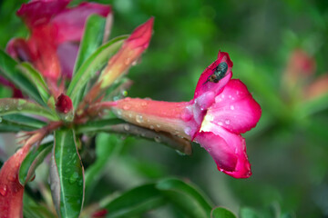 a fly landed on a frangipani flower