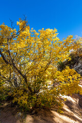 Beautiful autumn colors at Zion National Park.