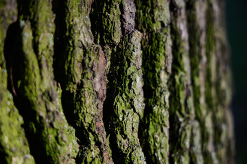 A Closeup Image Showcasing the Intricate Textured Bark of a Tree Covered in Moss
