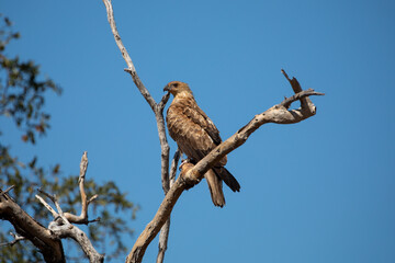 Whistling Kite (Haliastur sphenurus) in Queensland Australia.