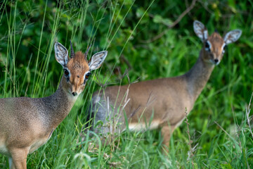 DikDik in African Field