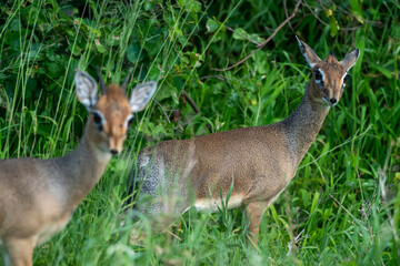 Obraz premium DikDik in African Field
