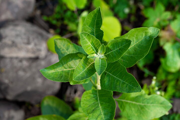Obraz premium Ashwagandha green plant or withania somnifera plant grow in garden. ayurvedic medicine plant
