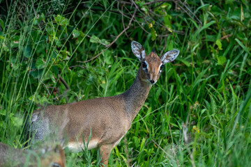 DikDik in African Field
