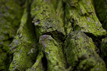 A beautiful and intricate closeup view of the textured green mossy bark found on trees
