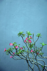 flowering frangipani plants