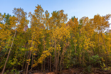 Beautiful autumn foliage along Pine Creek on a beautiful late afternoon day.