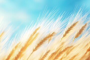 field of wheat
