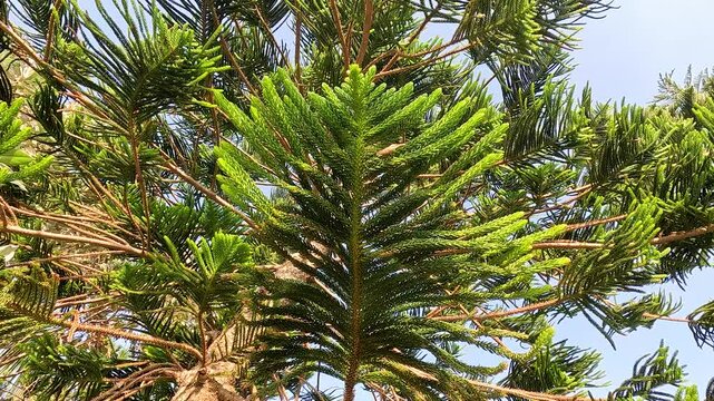 Araucaria Tree at Krating Lai Beach