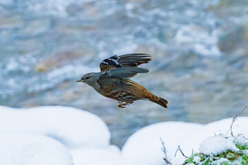 冬の川原に飛来したイワヒバリ
