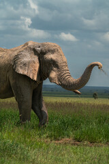 Obraz premium African elephant in the Serengeti throwing dirt on itself 
