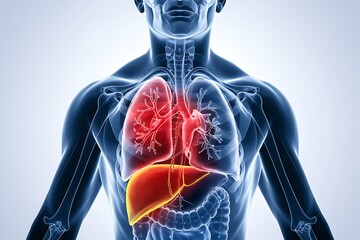 A medical illustration depicts the human torso, highlighting the lungs and liver in red, suggesting inflammation or disease. The image is a detailed anatomical diagram. It showcases the respiratory an