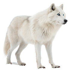 Obraz premium Arctic Wolf AI Generated Image