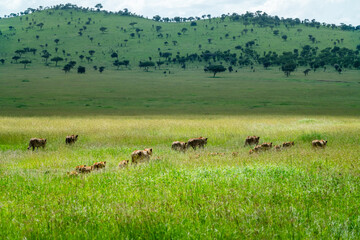 Large pride of lions hunt through the fields of Africa