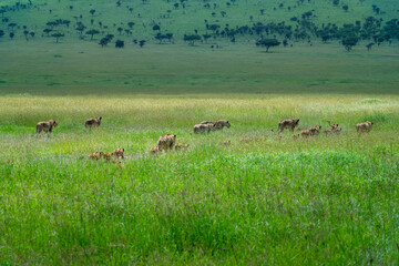 Large pride of lions hunt through the fields of Africa