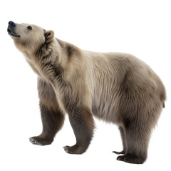 Arctodus AI Generated Image