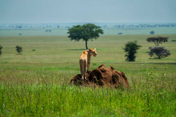 Large pride of lions hunt through the fields of Africa