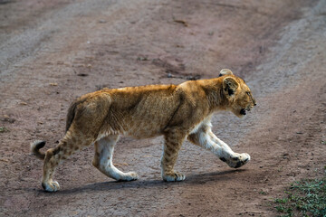 Large pride of lions hunt through the fields of Africa