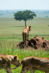 Large pride of lions hunt through the fields of Africa